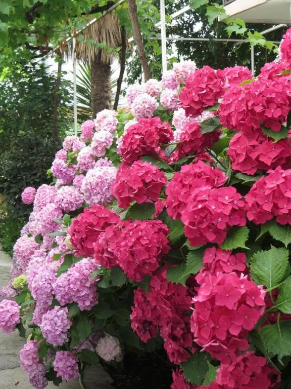 Image of Apartmani Hortenzija