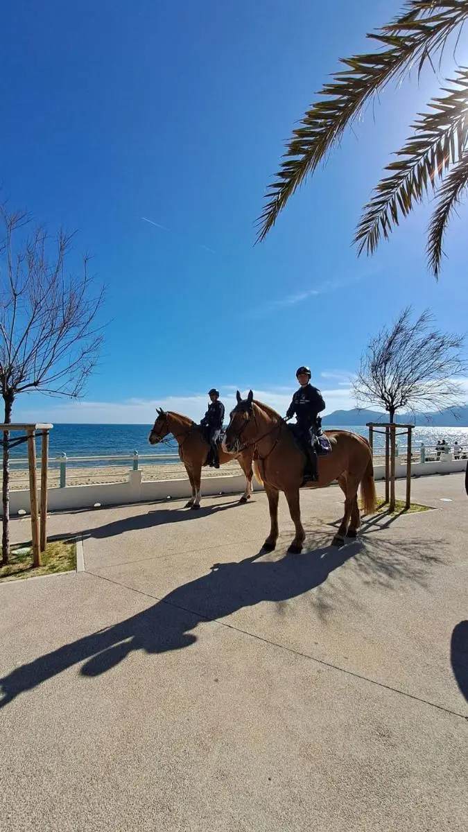 Image 6 of Ocean View Royal Palm