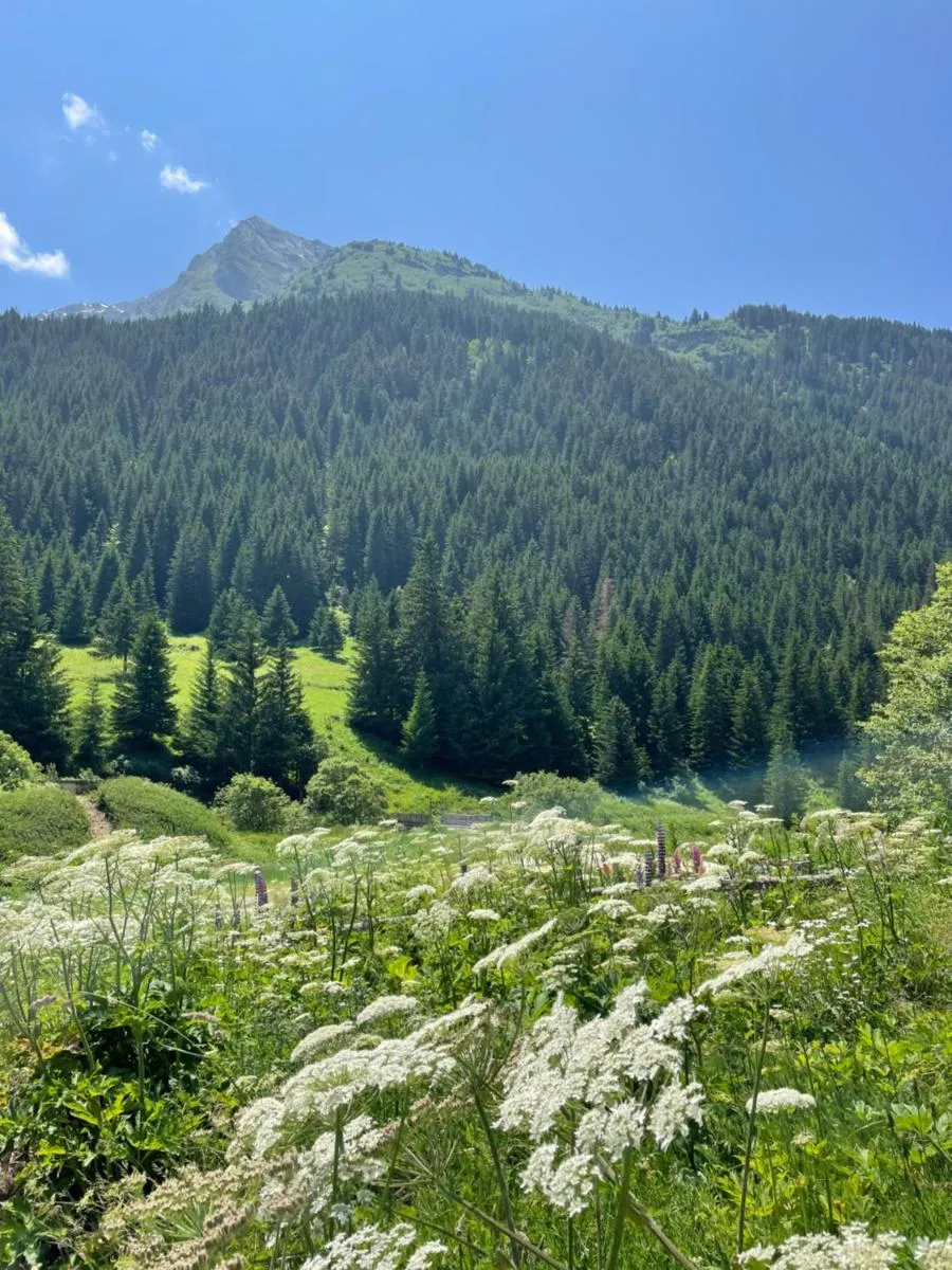 Image 3 of T2 vue sur le parc de la vanoise