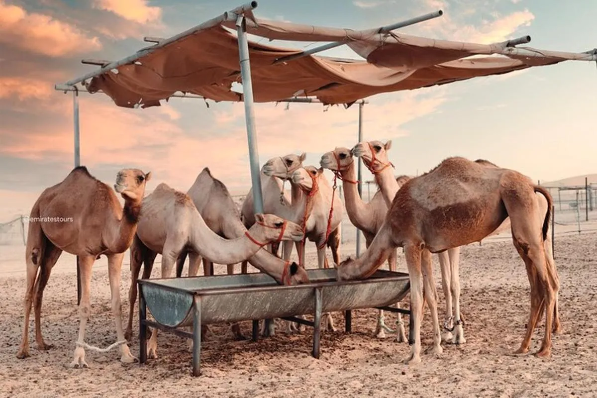 Image 4 of Abu Dhabi Evening Desert Safari BBQ, Camel Ride, Entertainments