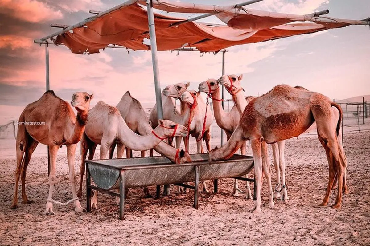 Image 2 of Abu Dhabi Morning Desert Safari: 4×4 Dune Bashing, Camel Ride and Sandboarding