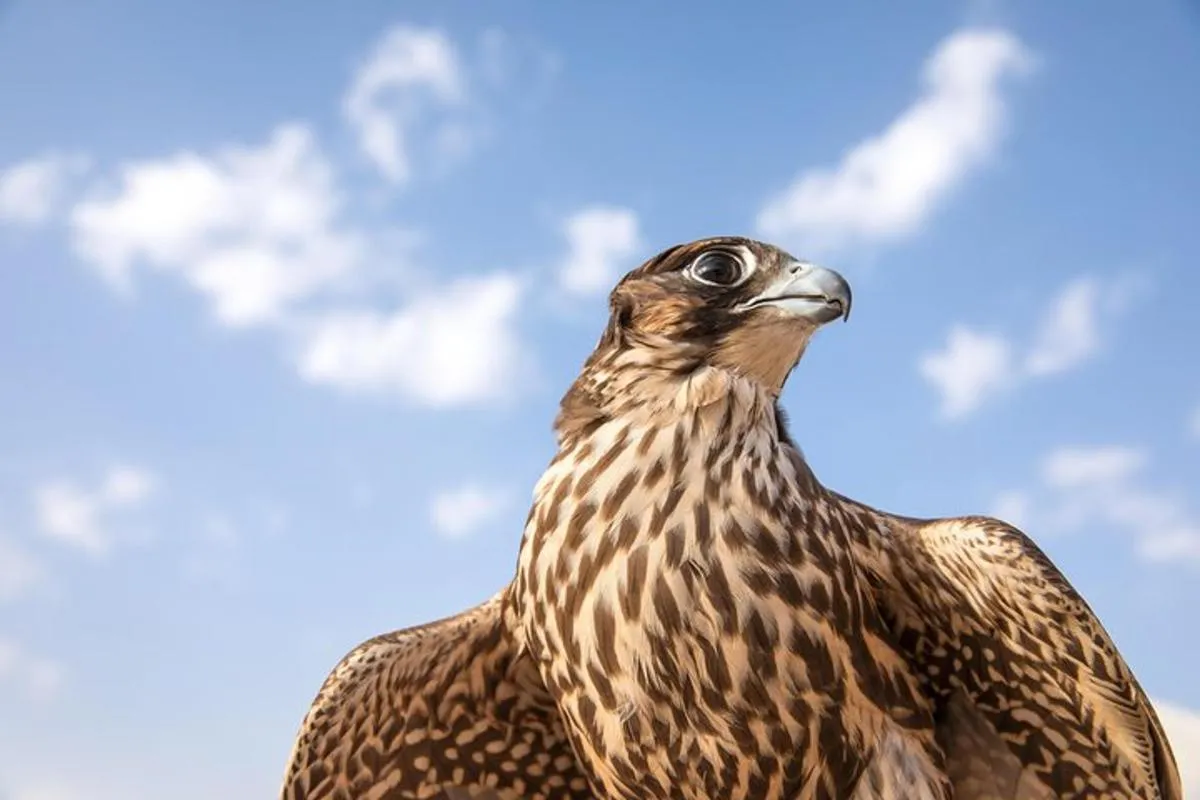 Image 2 of Amazing Abu Dhabi Evening Safari
