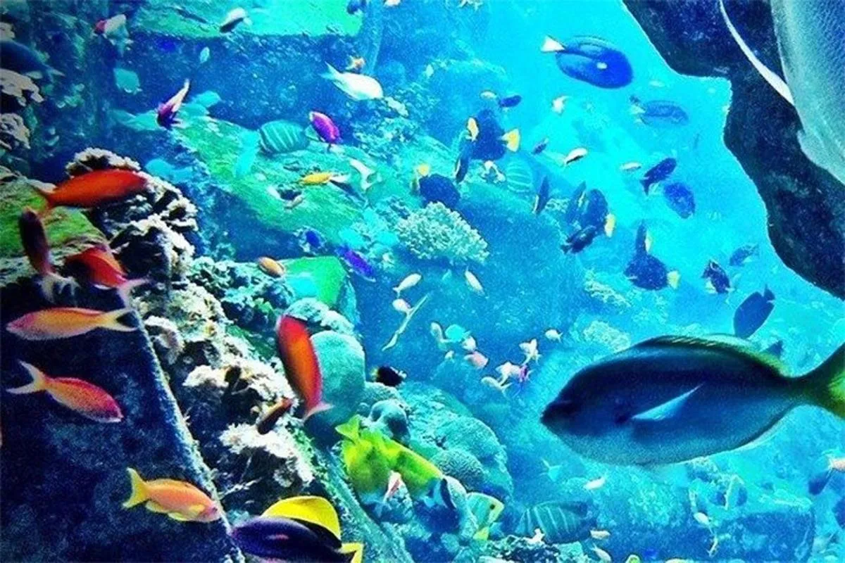 Image 1 of Atlantis Aquaventure & Lost Chambers Combo Tickets