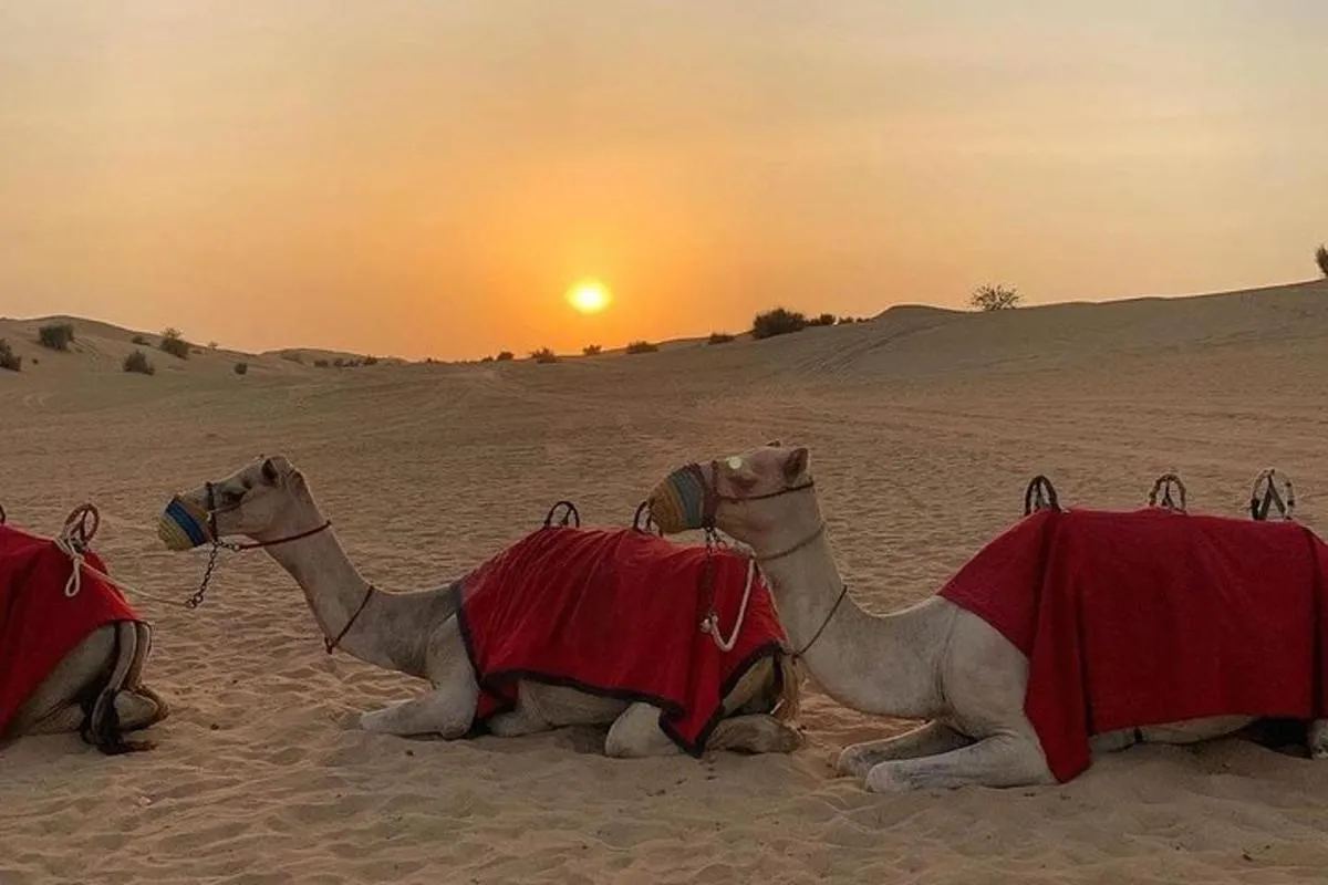 Image 1 of Desert Safari Red Dunes with Camel Ride, Sandboard, BBQ and Shows