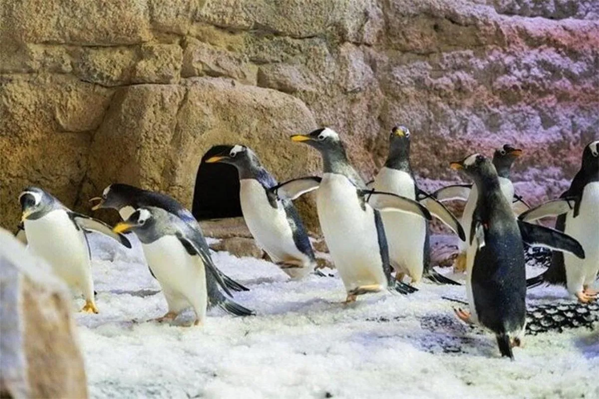 Dubai Aquarium and Underwater Zoo Admission Ticket