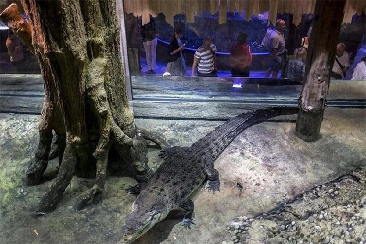Image 6 of Dubai Aquarium and Underwater Zoo Admission Ticket