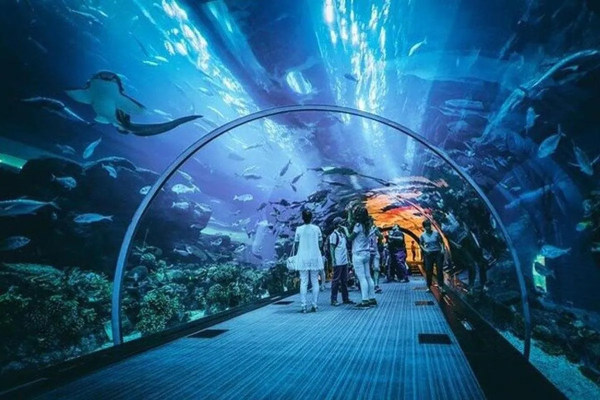 Image 1 of Dubai Aquarium and Underwater Zoo With Penguin