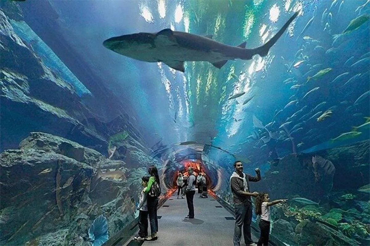 Image 4 of Dubai Aquarium and Underwater Zoo With Penguin