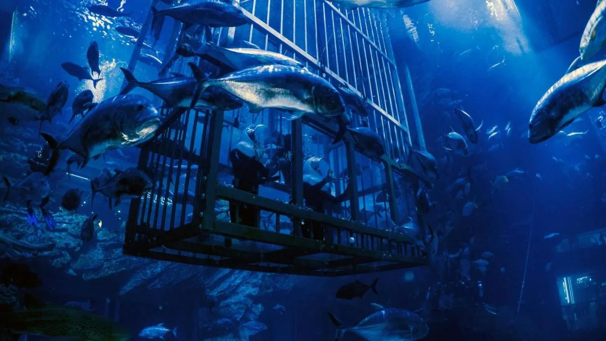 Image 2 of Dubai Aquarium and Underwater Zoo with Boat Ride