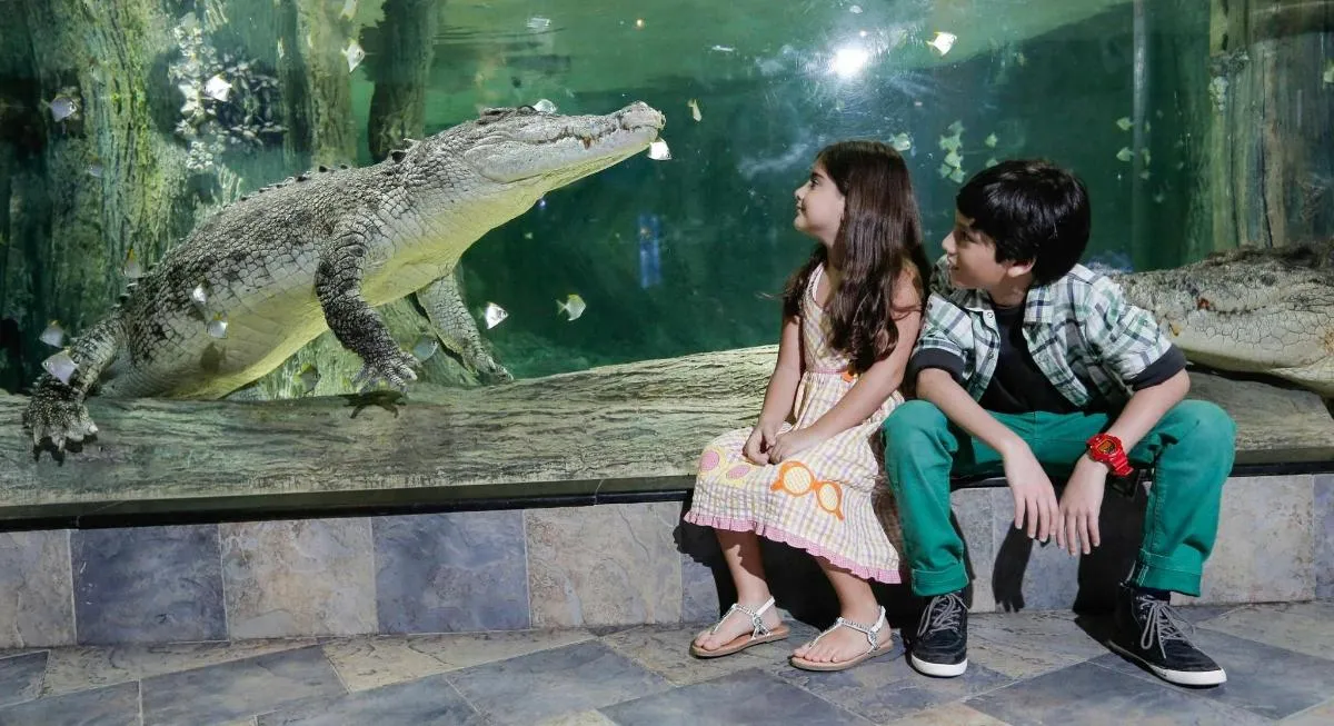 Image 5 of Dubai Aquarium and Underwater Zoo with Boat Ride