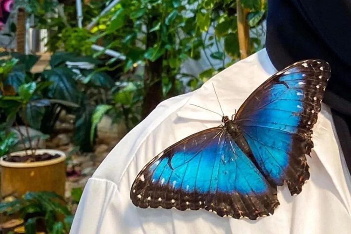 Image 4 of Dubai Butterfly Garden Entry Ticket