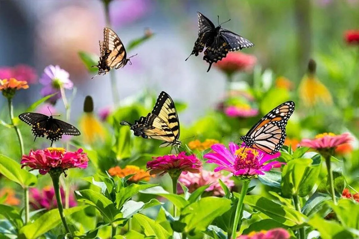 Image 1 of Dubai Butterfly Garden Skip-the-Line Tickets