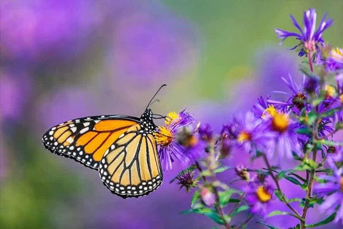 Image 2 of Dubai Butterfly Garden Skip-the-Line Tickets