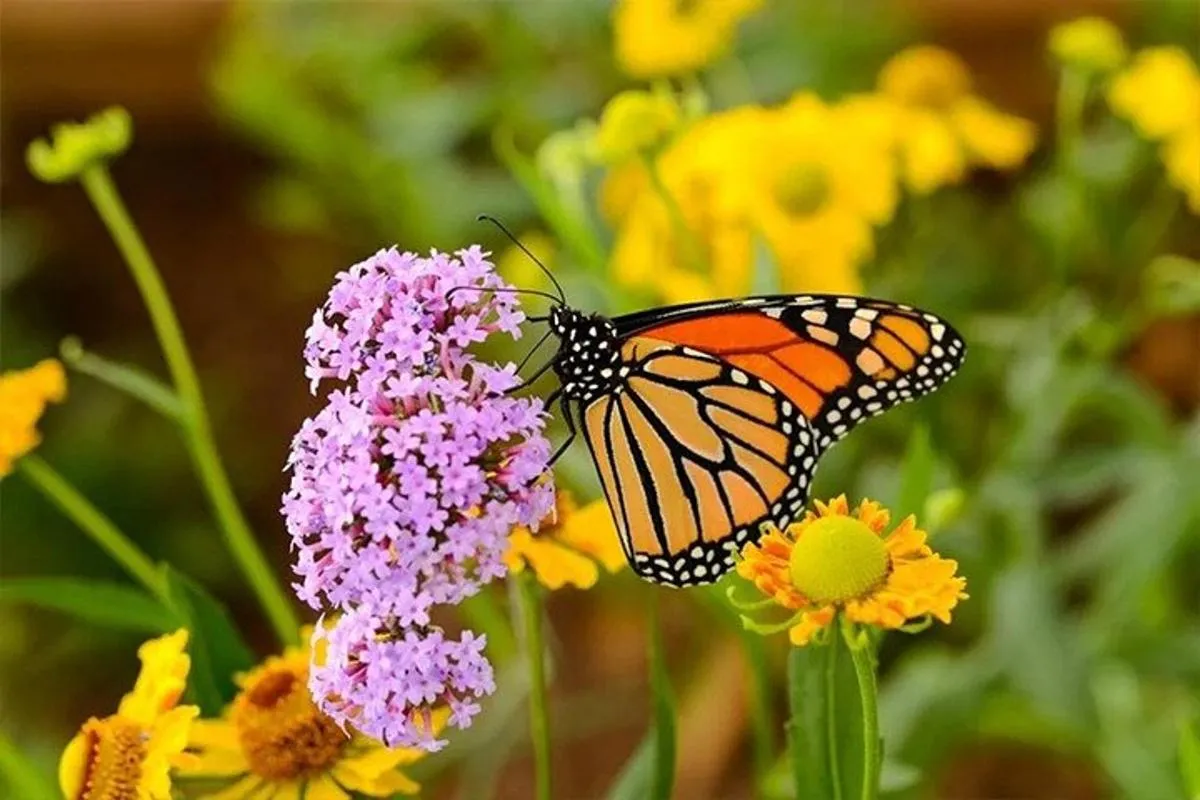 Image 3 of Dubai Butterfly Garden Skip-the-Line Tickets