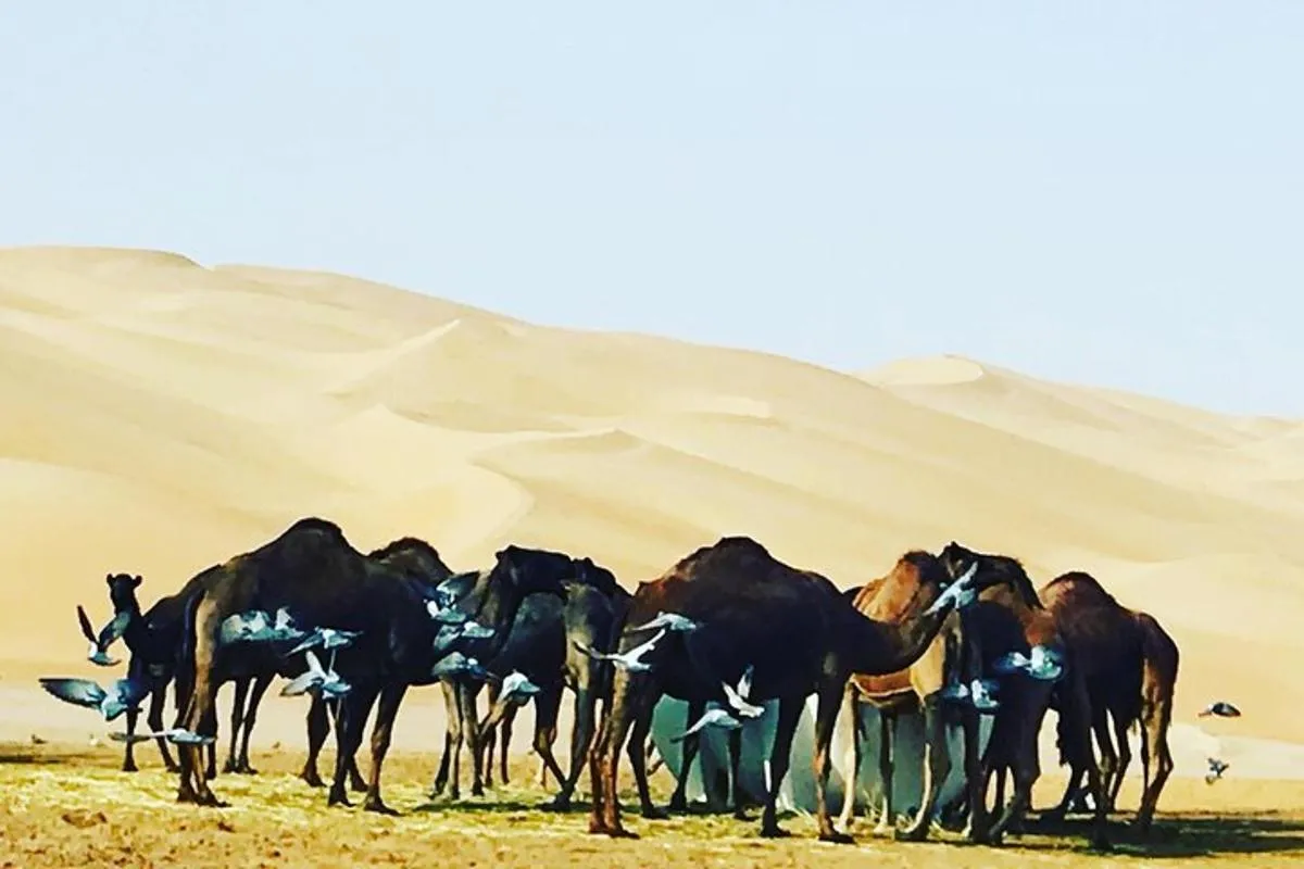 Image 5 of Dubai Desert Adventure Half-Day Tour