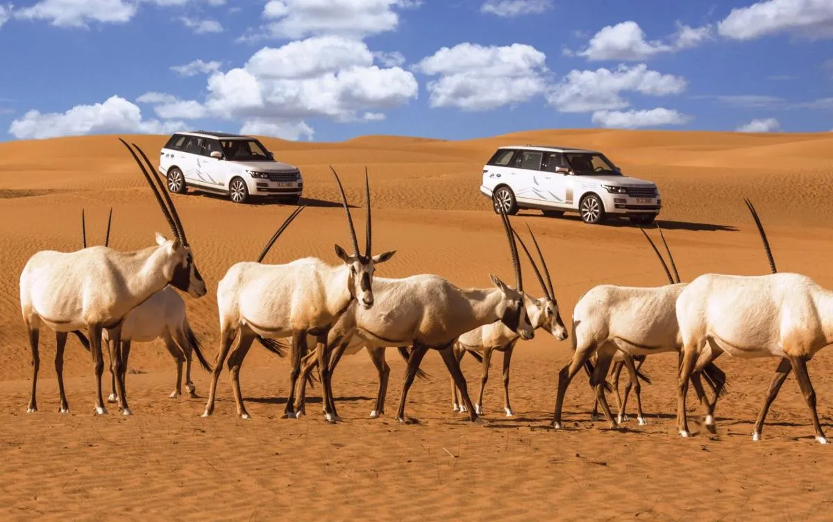 Image 0 of Dubai Desert Conservation Reserve Adventure