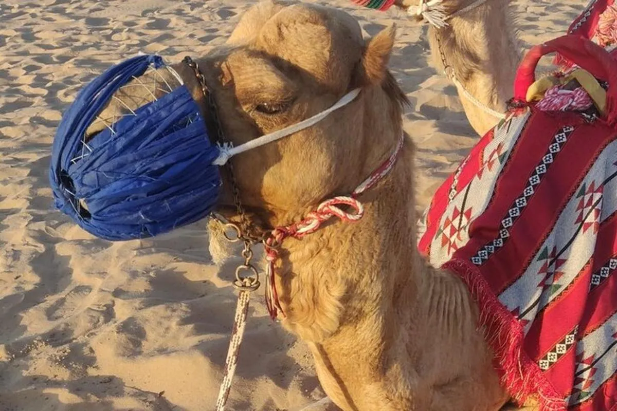 Image 5 of Dubai Half Day Desert Safari Tour with Quad Bike, Camel Ride & BBQ Dinner