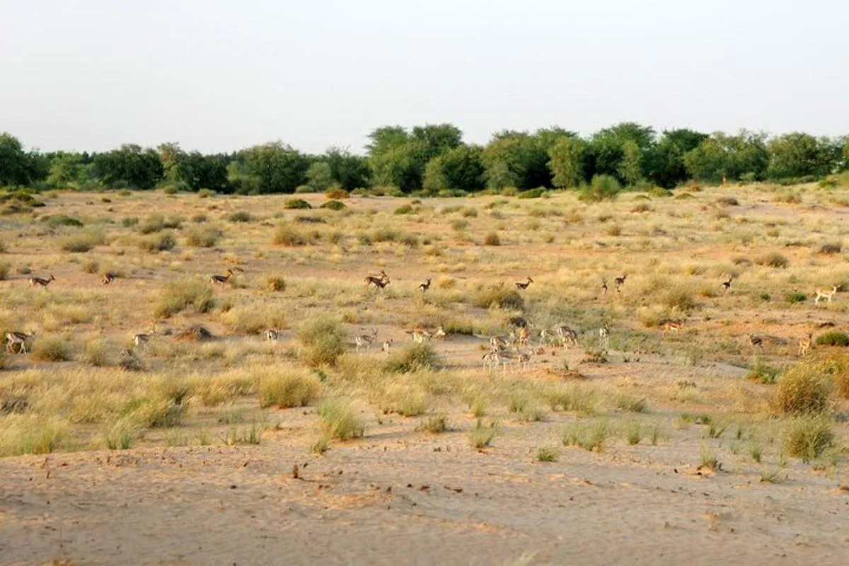 Image 4 of Dubai: Morning Heritage Safari by Vintage G Class & Al Marmoom Oasis