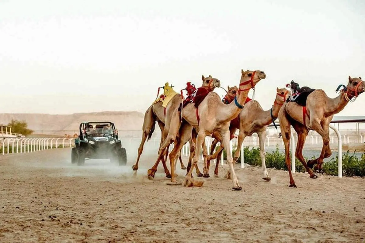 Image 0 of Dubai Royal Camel Race with Prime Seats & Short Camel Ride
