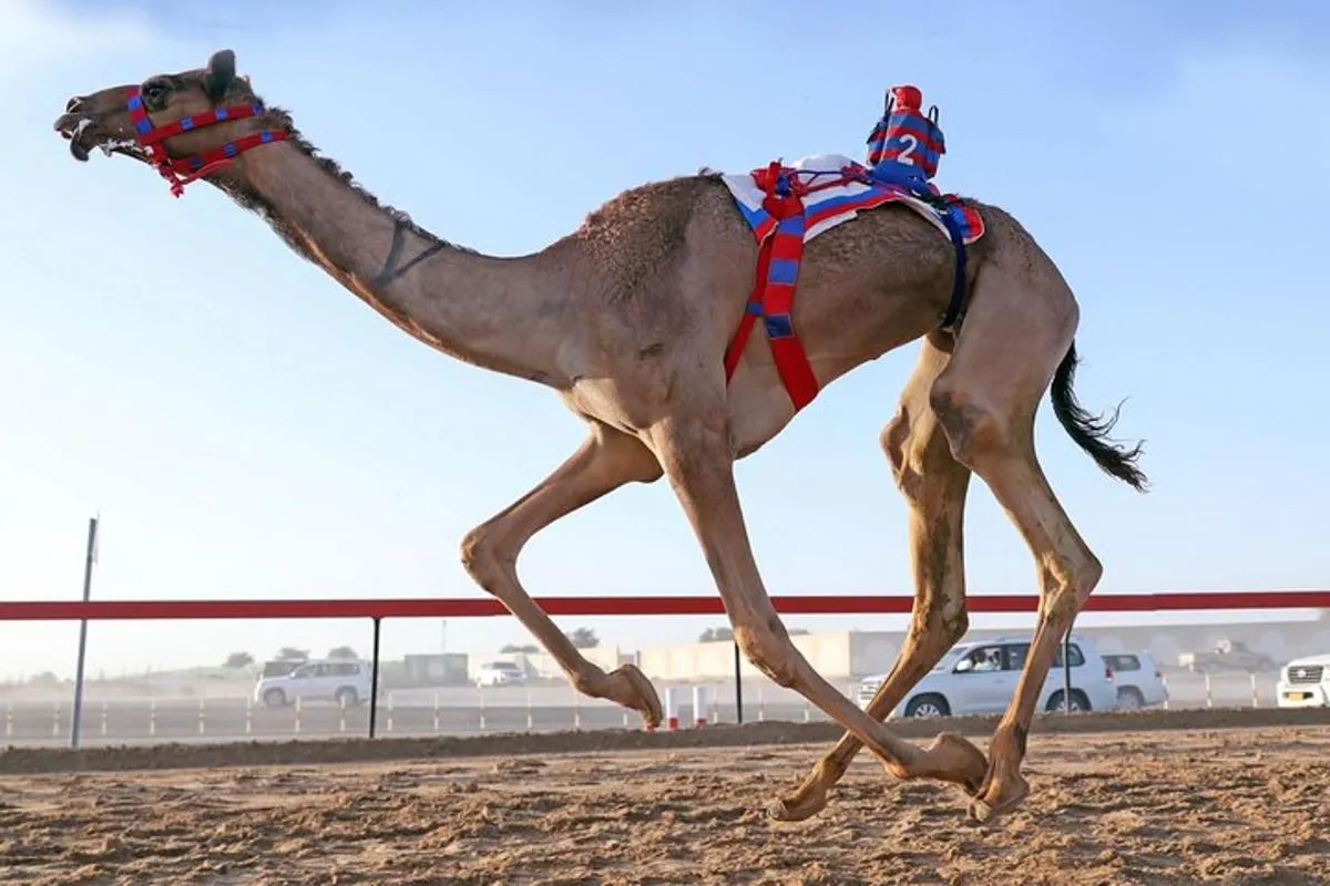 Image 1 of Dubai Royal Camel Race with Prime Seats & Short Camel Ride