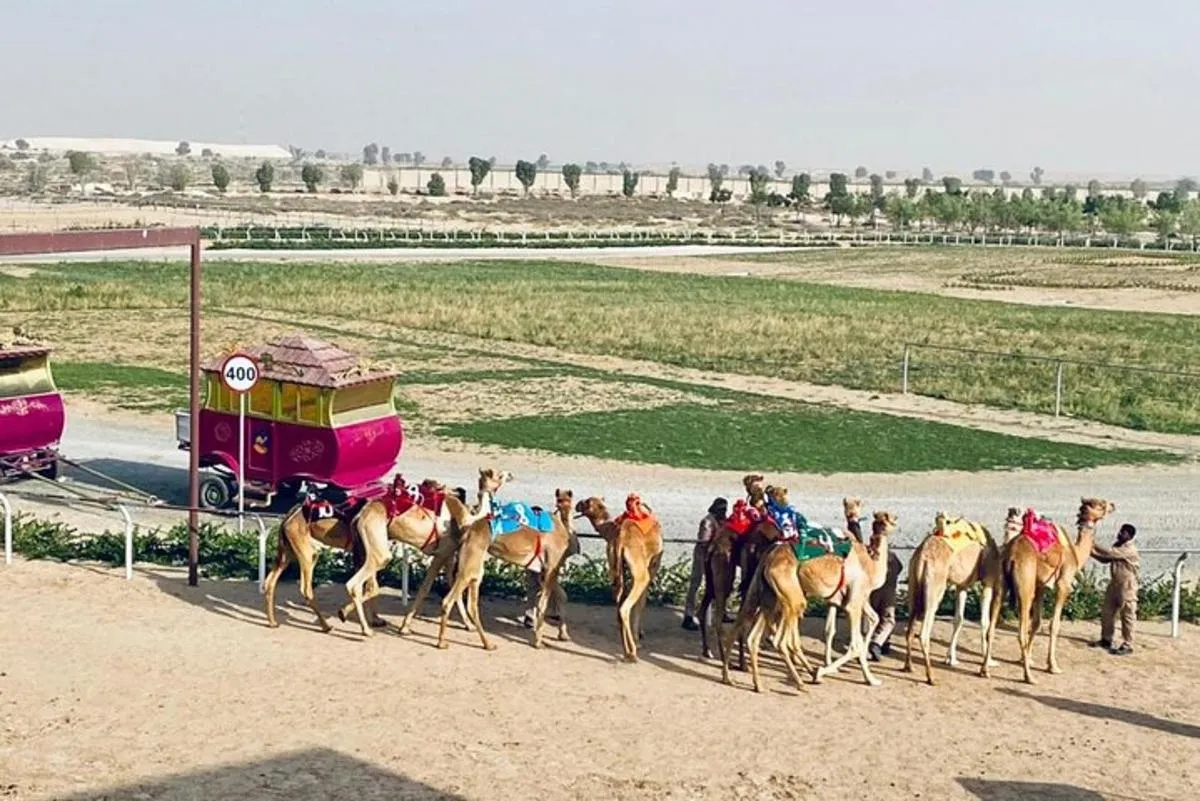 Image 2 of Dubai Royal Camel Race with Prime Seats & Short Camel Ride
