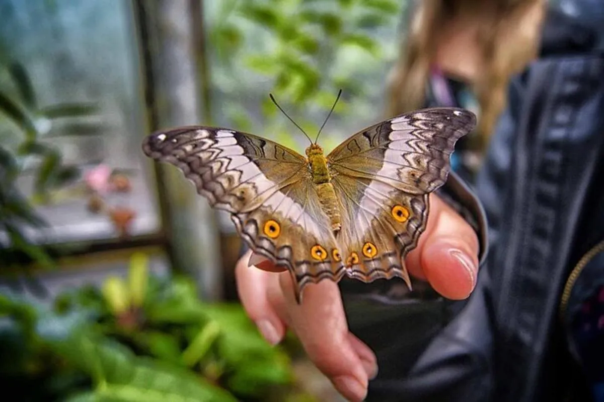 Image 3 of Dubai: Skip-The-Line Ticket to Butterfly Garden
