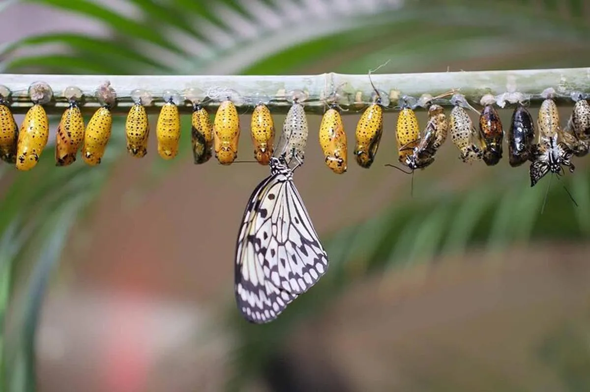 Image 6 of Dubai: Skip-The-Line Ticket to Butterfly Garden