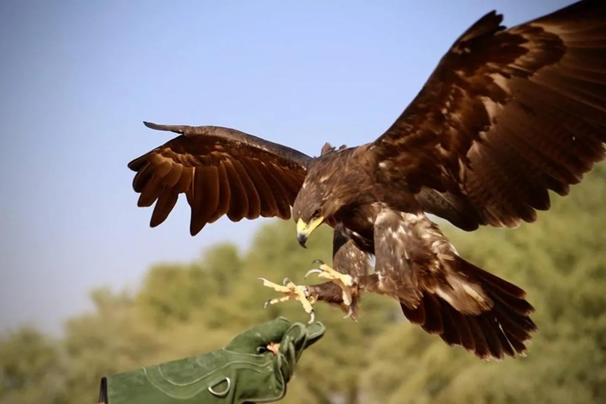 Image 2 of Falcon 1—Private Dubai Falconry Safari