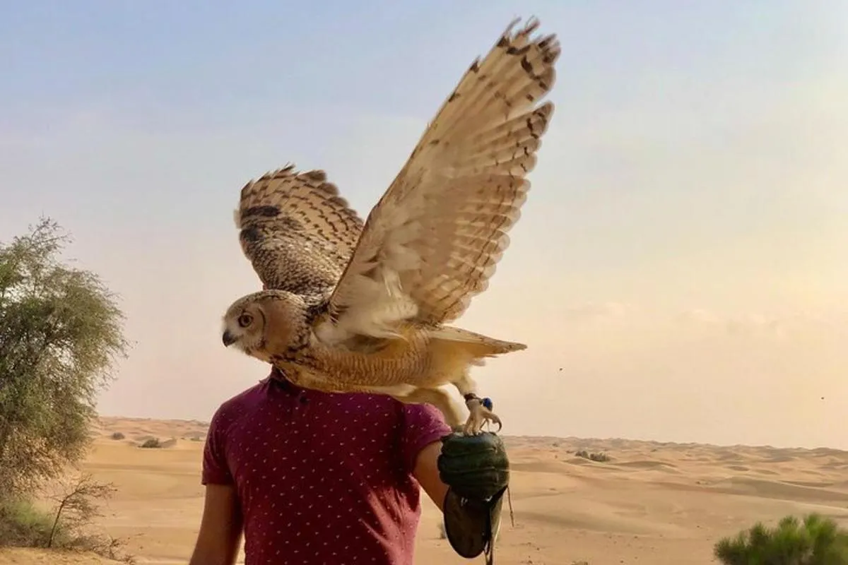 Image 3 of Falcon 1—Private Dubai Falconry Safari