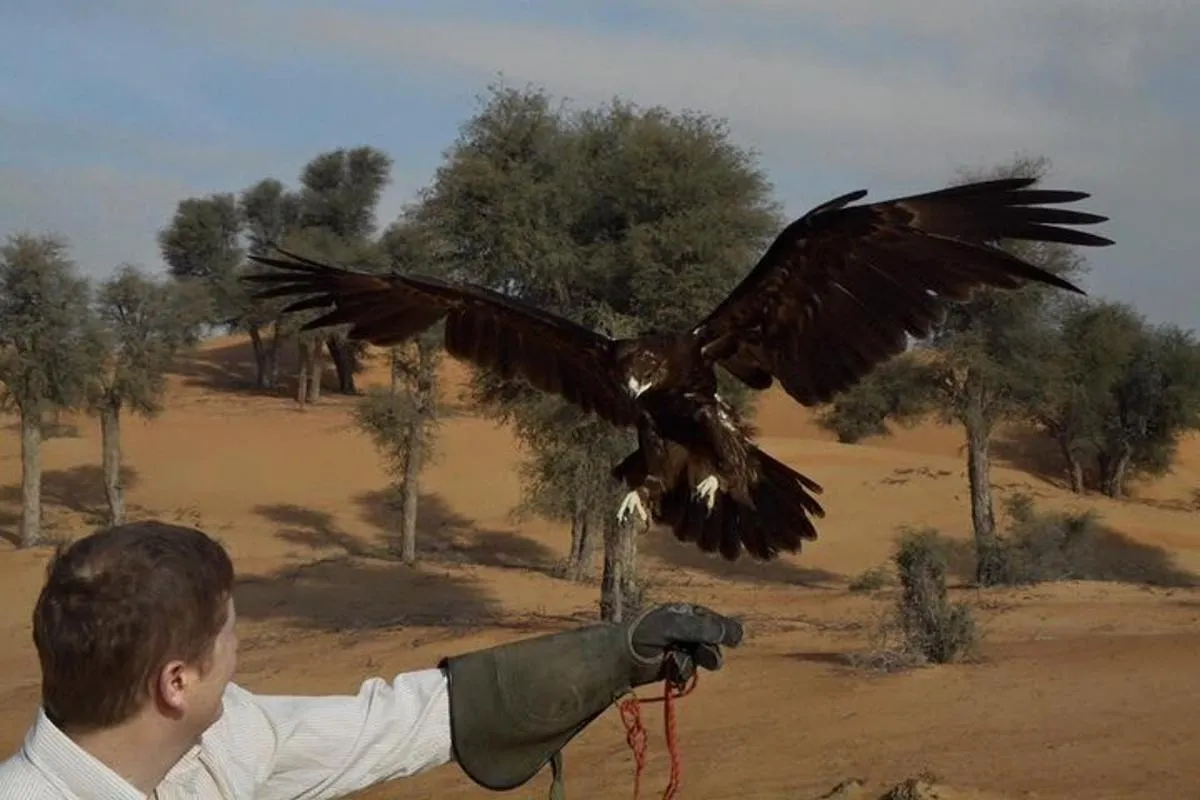 Image 5 of Falcon 1—Private Dubai Falconry Safari
