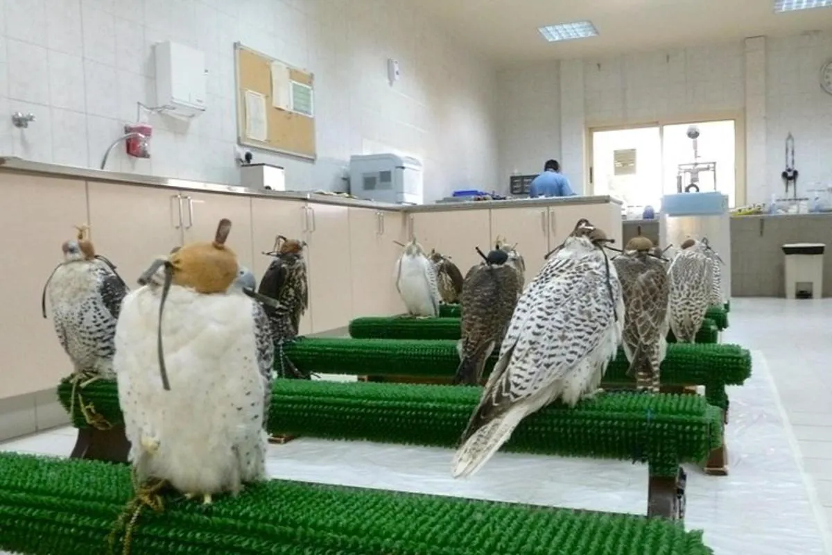 Image 1 of Falcon Hospital Tour Abu Dhabi