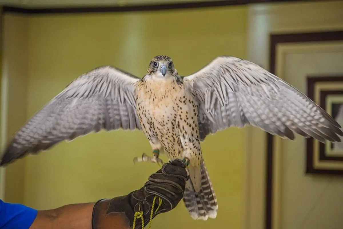 Image 3 of Falcon Hospital Tour Abu Dhabi