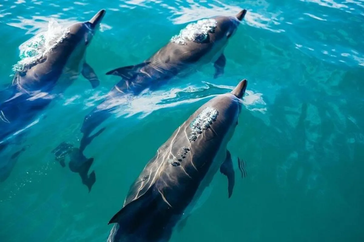 Image 1 of From Dubai to Norway of Arabai | KHASAB | Telegraph Island | OMAN