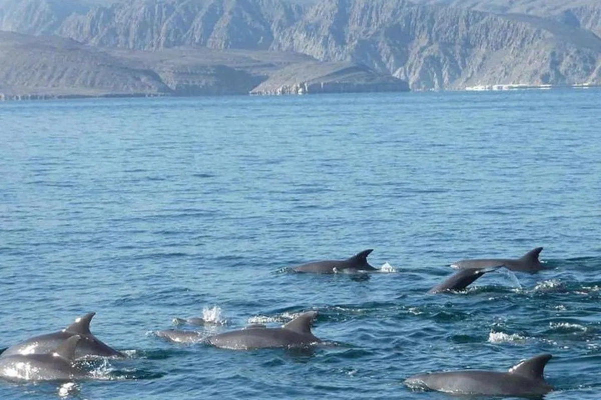Image 3 of Khasab Musandam Cruise Lunch Day Trip from Dubai