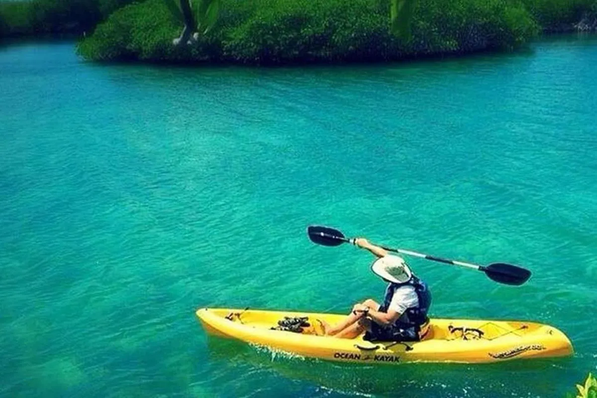 Image 5 of Mangroves Kayaking with Pickup & Drop Off