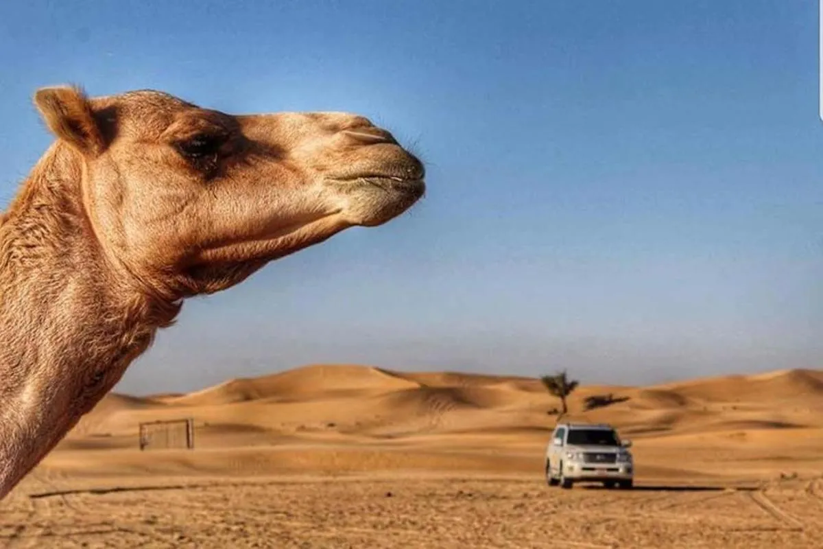 Image 6 of Morning Desert Safari with Camel Ride & Sand Skiing Private Tours