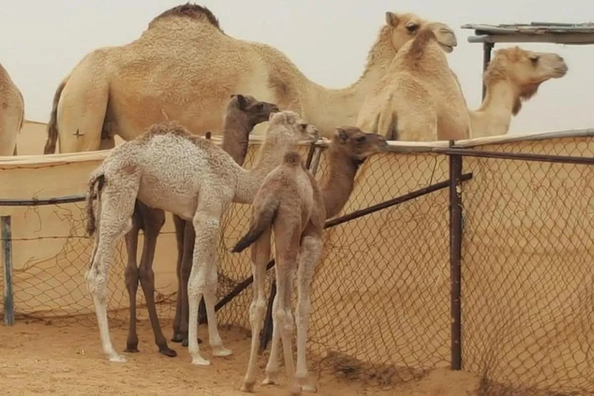 Image 4 of Morning Desert Safari with Camel Ride and Sandboarding