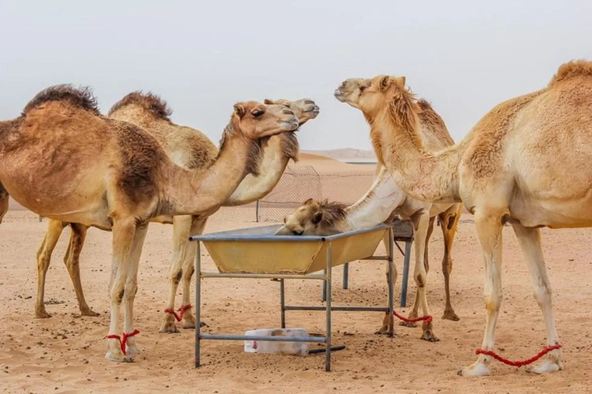 Image 4 of Morning Dubai Desert Safari with Camel Ride & Sand boarding
