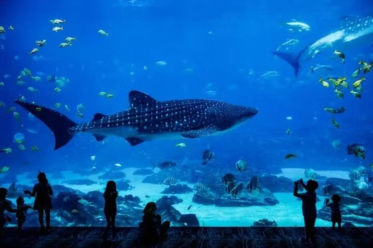 Image 1 of National Aquarium Abu Dhabi Entry Ticket