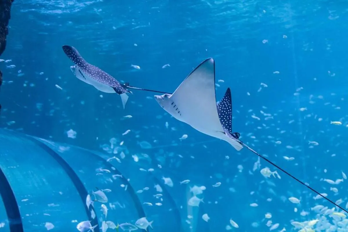 Image 5 of National Aquarium Abu Dhabi Entry Ticket