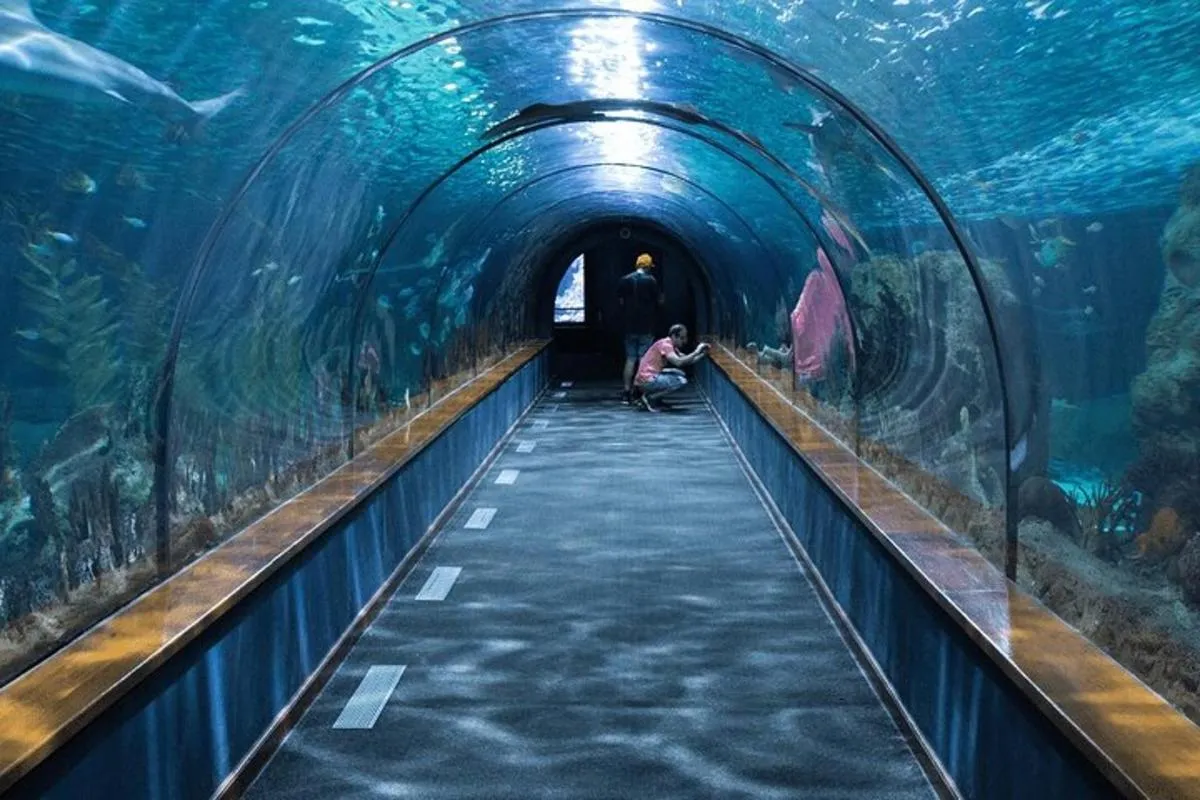 Image 6 of National Aquarium Abu Dhabi Entry Ticket