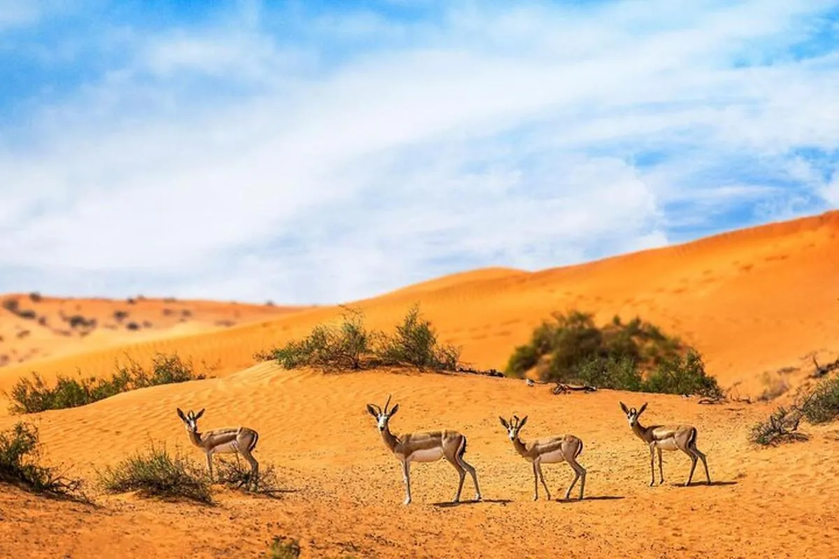 Image 5 of Private 4×4 Morning Desert Drive with Wildlife Experience & Sandboarding