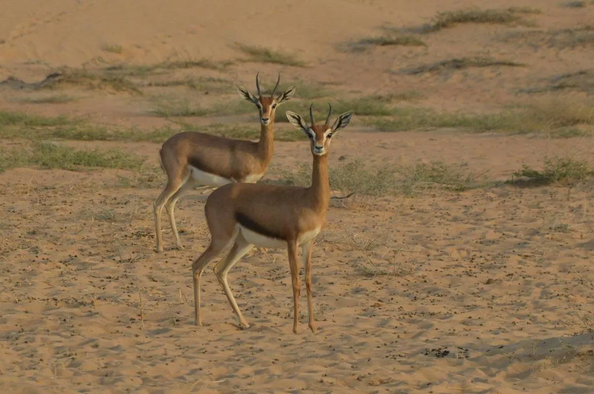 Image 2 of Private Desert Safari