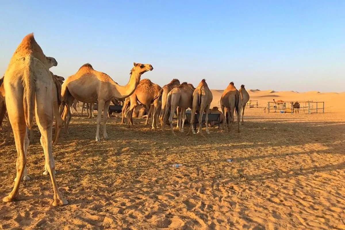 Image 4 of Private Morning Desert Safari