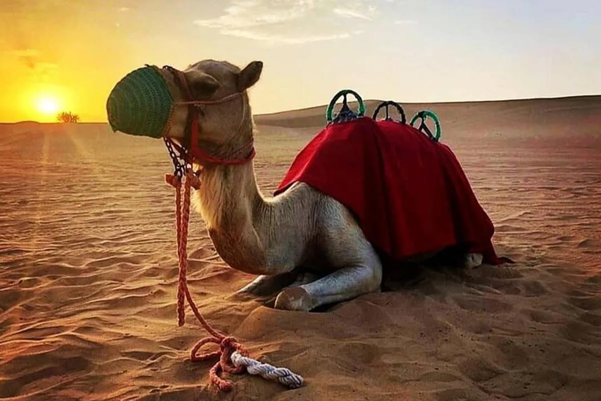 Image 0 of Private Morning Desert Safari: Camel Ride, Sandboarding Adventure