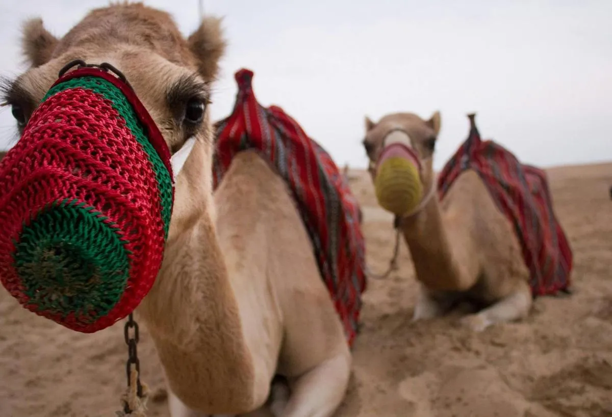 Image 0 of Private Morning Desert Safari from Abu Dhabi