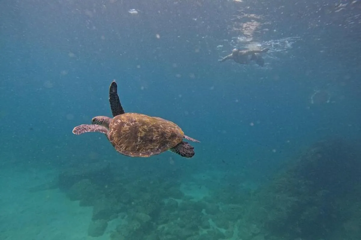 Image 0 of Private Snorkeling with turtles with BBQ food