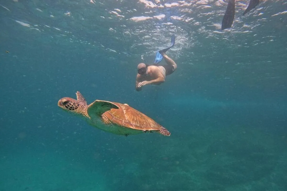 Image 1 of Private Snorkeling with turtles with BBQ food