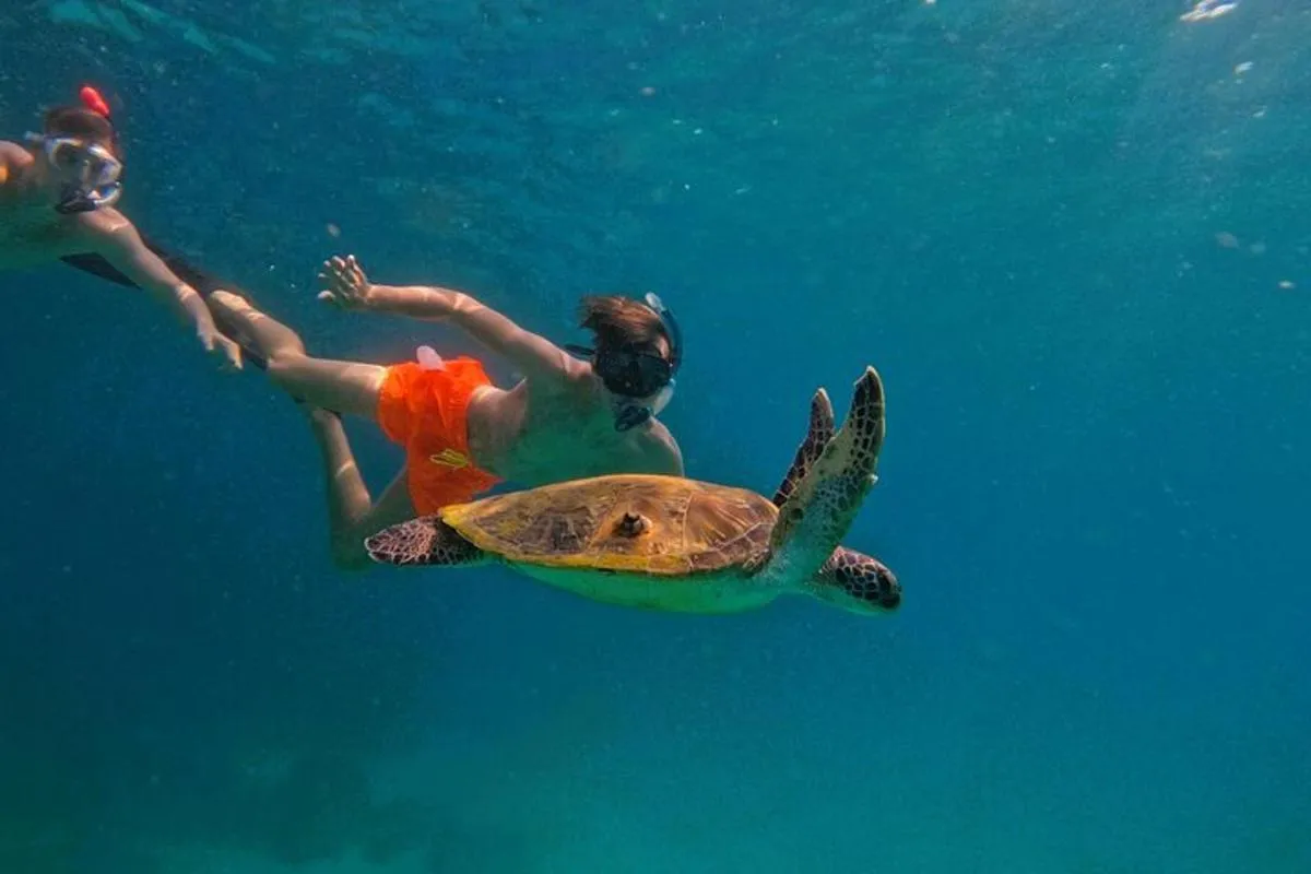 Image 2 of Private Snorkeling with turtles with BBQ food