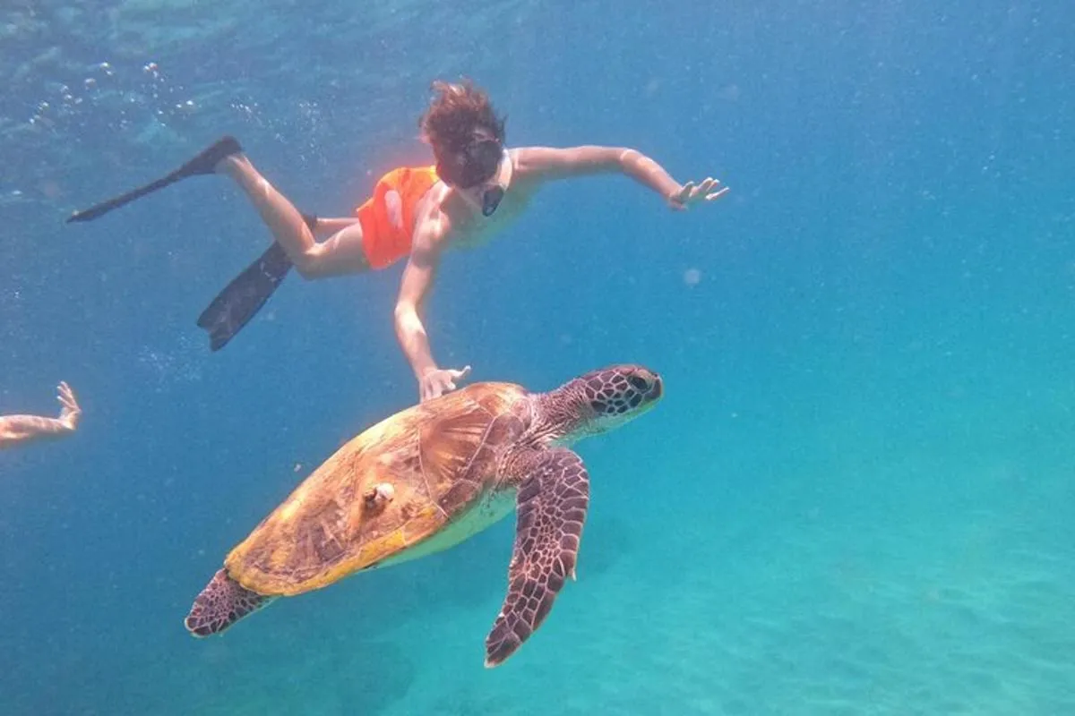 Image 4 of Private Snorkeling with turtles with BBQ food